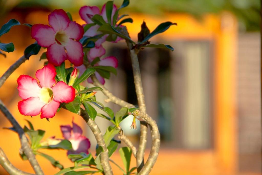Thaton Hill Resort Mae Ai Buitenkant foto